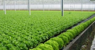 Top 10 Cửa hàng rau sạch uy tín nhất tại Hà Nội