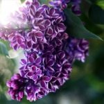 Top 10 Loài hoa màu tím đẹp nhất