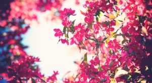 Top 10 Loại hoa đẹp nhất và ý nghĩa của chúng