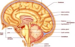 Top 10 Loại thuốc bổ não tăng cường trí nhớ tốt nhất hiện nay