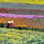 Top 10 Làng hoa nổi tiếng quanh Hà Nội