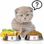 Top 10 Thức ăn cho mèo tốt nhất
