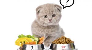 Top 10 Thức ăn cho mèo tốt nhất