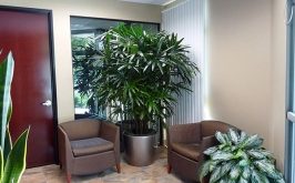 Top 10 địa chỉ mua cây xanh văn phòng giá rẻ và đẹp nhất tại TPHCM