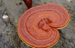 Top 10 địa chỉ mua nấm linh chi uy tín nhất tại TP.HCM