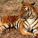 Top 12 Loài động vật hoang dã sắp bị tuyệt chủng trên thế giới
