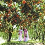 Top 5 Vườn trái cây nổi tiếng nhất tại Cần Thơ