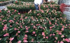 Top 6 địa chỉ mua giống cây ăn quả, cây hoa uy tín nhất Hà Nội