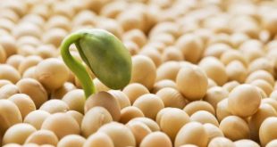 Top 8 Sản phẩm mầm đậu nành chất lượng nhất hiện nay